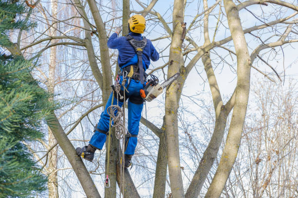 How Our Tree Care Process Works  in  Sound Beach, NY