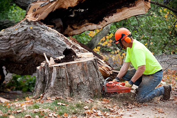 Reliable Sound Beach, NY Tree Services Solutions